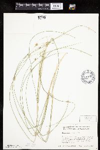 Carex oligosperma image