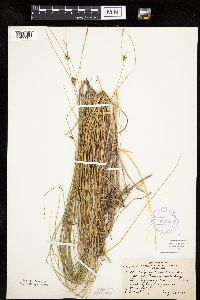Carex oligosperma image