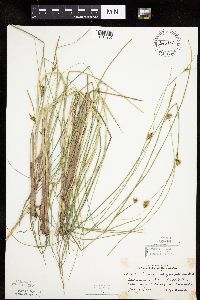 Carex oligosperma image