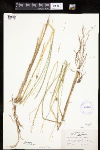 Carex oligosperma image