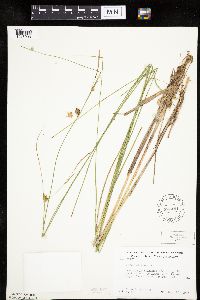 Carex oligosperma image