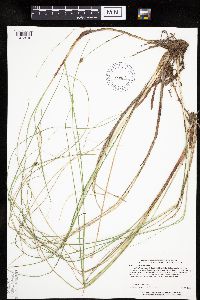 Carex oligosperma image
