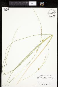 Carex oligosperma image