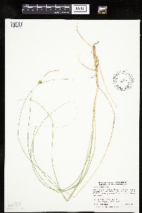 Carex oligosperma image