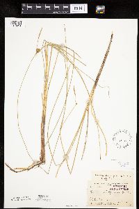 Carex oligosperma image
