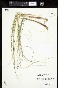 Carex oligosperma image