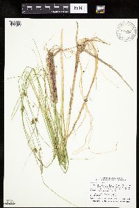 Carex oligosperma image