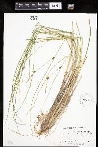 Carex oligosperma image