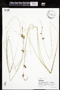 Carex oligosperma image