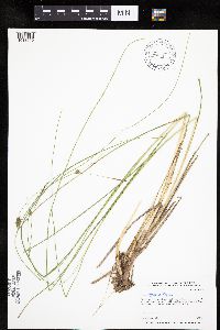 Carex oligosperma image