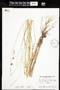 Carex oligosperma image