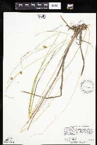 Carex oligosperma image