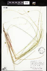 Carex oligosperma image