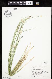 Carex oligosperma image