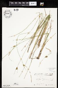 Carex oligosperma image
