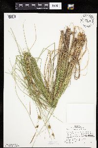 Carex oligosperma image