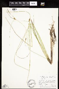 Carex oligosperma image