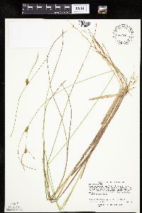 Carex oligosperma image