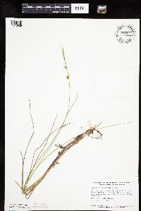 Carex oligosperma image