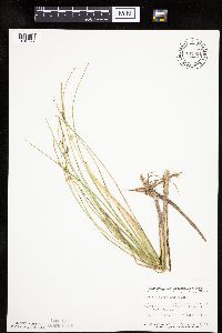 Carex oligosperma image