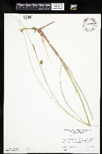 Carex oligosperma image