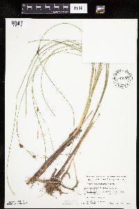 Carex oligosperma image