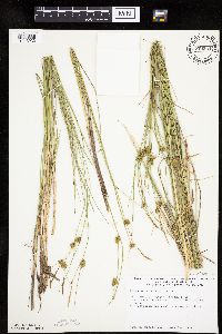 Carex oligosperma image