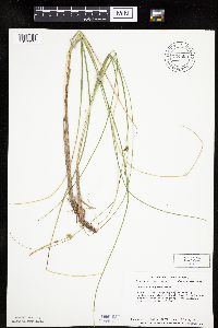 Carex oligosperma image