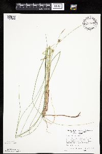 Carex oligosperma image