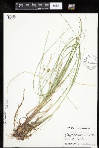 Carex oligosperma image