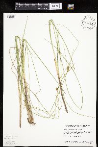 Carex oligosperma image