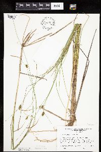 Carex oligosperma image