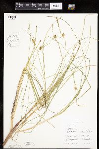 Carex oligosperma image