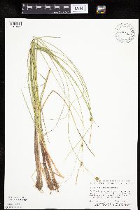 Carex oligosperma image