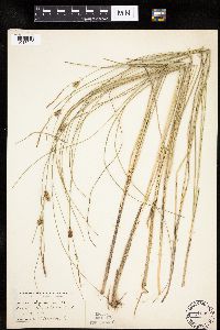 Carex oligosperma image