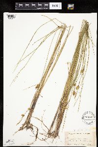 Carex oligosperma image
