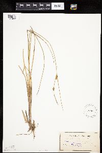 Carex oligosperma image
