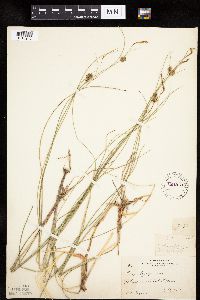 Carex oligosperma image