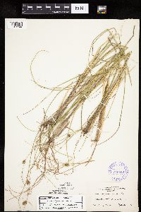 Carex oligosperma image