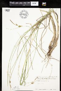 Carex oligosperma image