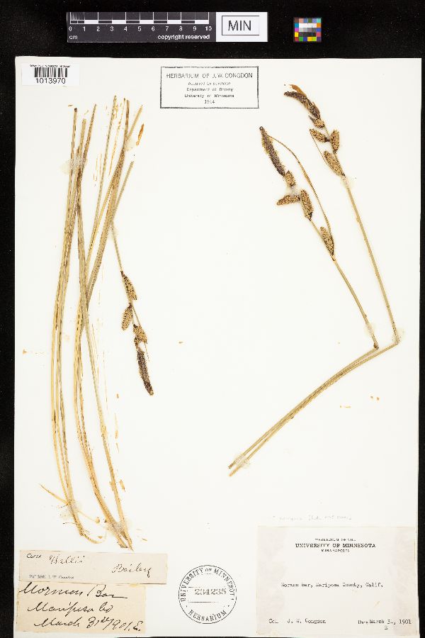 Carex parryana image