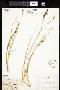 Carex parryana image