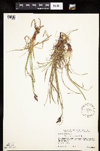 Carex parryana image