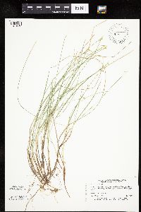 Carex pauciflora image