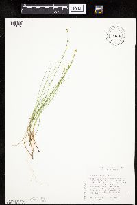 Carex pauciflora image