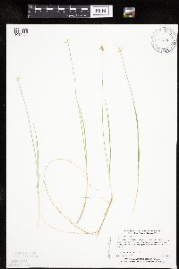 Carex pauciflora image