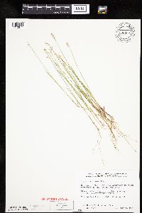 Carex pauciflora image