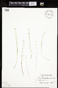 Carex pauciflora image