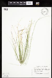 Carex pauciflora image