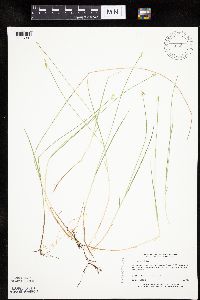 Carex pauciflora image